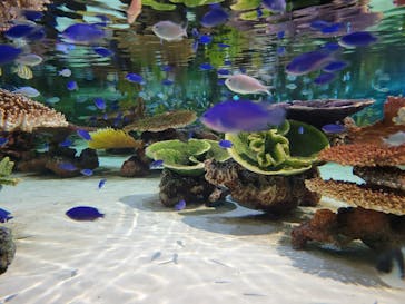 DMMかりゆし水族館に投稿された画像（2024/1/14）