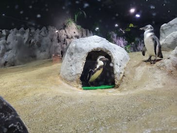 DMMかりゆし水族館に投稿された画像（2024/1/14）