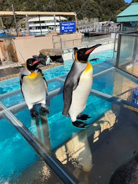 下田海中水族館に投稿された画像（2024/1/14）