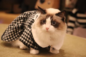 猫カフェモカ　池袋東口店に投稿された画像（2024/1/14）