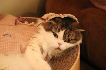 猫カフェモカ　池袋東口店に投稿された画像（2024/1/14）