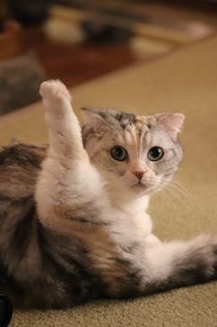 猫カフェモカ　池袋東口店に投稿された画像（2024/1/14）