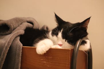 猫カフェモカ　池袋東口店に投稿された画像（2024/1/14）