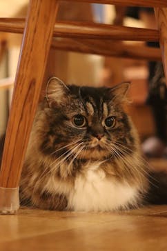 猫カフェモカ　池袋東口店に投稿された画像（2024/1/14）