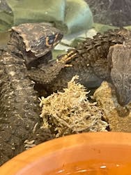 ナニコレ？！かわいい珍獣展3に投稿された画像（2024/1/14）