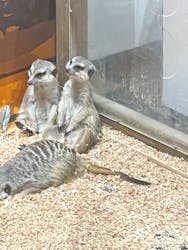 ナニコレ？！かわいい珍獣展3に投稿された画像（2024/1/14）