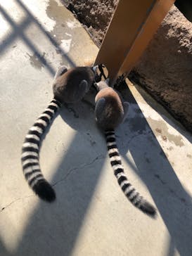 神戸どうぶつ王国に投稿された画像（2024/1/14）