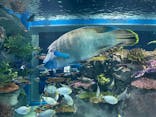 DMMかりゆし水族館に投稿された画像（2024/1/14）