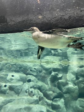 DMMかりゆし水族館に投稿された画像（2024/1/14）