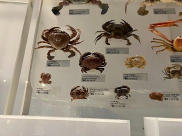 国立科学博物館に投稿された画像（2024/1/14）