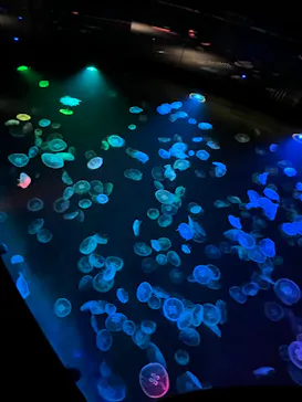 すみだ水族館に投稿された画像（2024/1/14）