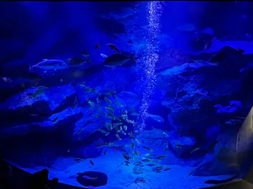 すみだ水族館に投稿された画像（2024/1/14）