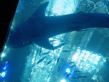沖縄美ら海水族館に投稿された画像（2024/1/14）