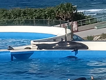 沖縄美ら海水族館に投稿された画像（2024/1/14）