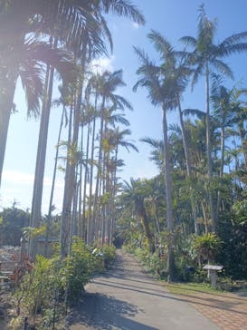 美らヤシパークオキナワ・東南植物楽園に投稿された画像（2024/1/14）