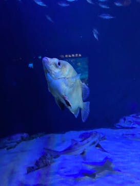 サンシャイン水族館に投稿された画像（2024/1/14）
