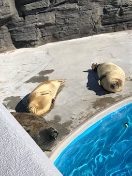 鴨川シーワールドに投稿された画像（2024/1/14）