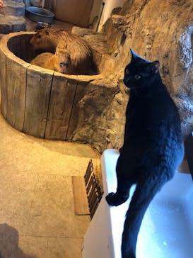 おさるランド＆アニタウン　日光さる軍団劇場に投稿された画像（2024/1/14）