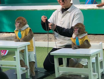 おさるランド＆アニタウン　日光さる軍団劇場に投稿された画像（2024/1/14）