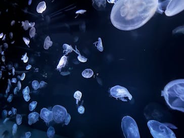 サンシャイン水族館に投稿された画像（2024/1/14）