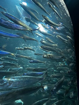 サンシャイン水族館に投稿された画像（2024/1/14）