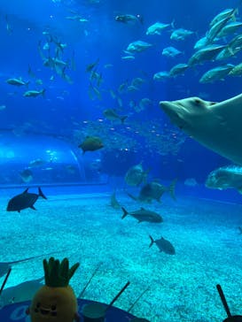 沖縄美ら海水族館に投稿された画像（2024/1/14）