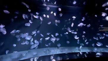 サンシャイン水族館に投稿された画像（2024/1/14）