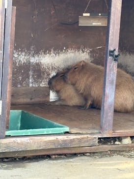 那須サファリパークに投稿された画像（2024/1/15）