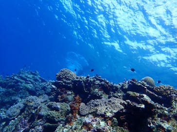 石垣島 ADVENTURE PiPi（イシガキジマアドベンチャーピピ）に投稿された画像（2024/1/15）