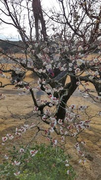 仙巌園に投稿された画像（2024/1/15）