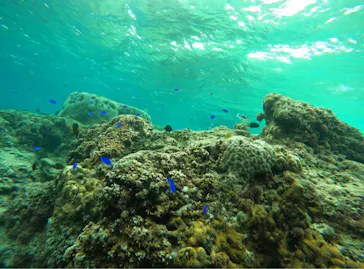 武藤潜水に投稿された画像（2024/1/15）