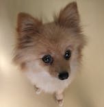 世界の名犬牧場に投稿された画像（2024/1/14）