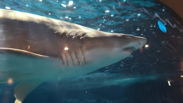 しながわ水族館に投稿された画像（2024/1/15）