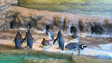 しながわ水族館に投稿された画像（2024/1/15）