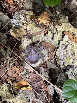 宮古島 ADVENTURE PiPi（ミヤコジマ アドベンチャー ピピ）に投稿された画像（2024/1/15）