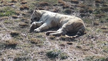 群馬サファリパークに投稿された画像（2024/1/15）