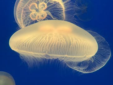 大分マリーンパレス水族館 「うみたまご」に投稿された画像（2024/1/15）