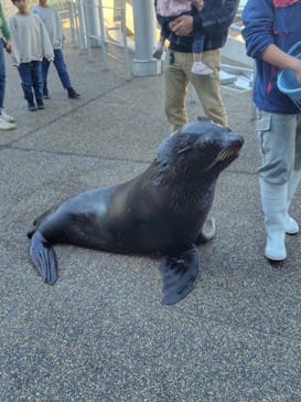 大分マリーンパレス水族館 「うみたまご」に投稿された画像（2024/1/15）