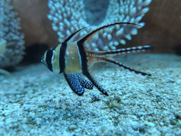 大分マリーンパレス水族館 「うみたまご」に投稿された画像（2024/1/15）