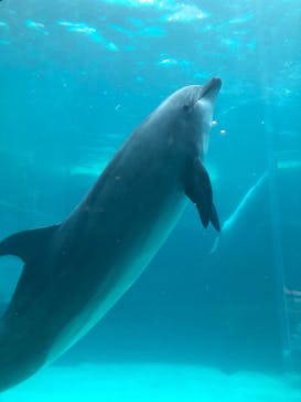 名古屋港水族館に投稿された画像（2024/1/15）