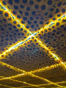 ゴッホ・アライブに投稿された画像（2024/1/15）