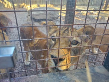 群馬サファリパークに投稿された画像（2024/1/16）