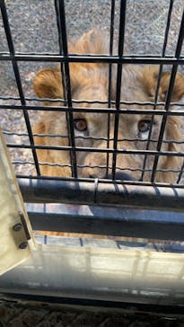 群馬サファリパークに投稿された画像（2024/1/16）