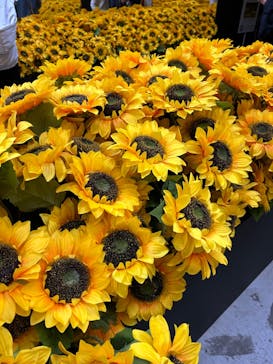 ゴッホ・アライブに投稿された画像（2024/1/16）