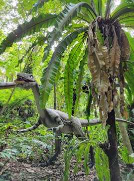 御菓子御殿　名護店　やんばる亜熱帯の森DINO恐竜PARKに投稿された画像（2024/1/16）