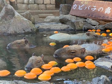 伊豆シャボテン動物公園に投稿された画像（2024/1/16）