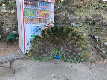 伊豆シャボテン動物公園に投稿された画像（2024/1/16）