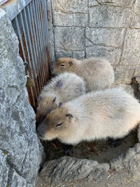 伊豆シャボテン動物公園に投稿された画像（2024/1/16）