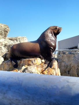 大分マリーンパレス水族館 「うみたまご」に投稿された画像（2024/1/16）