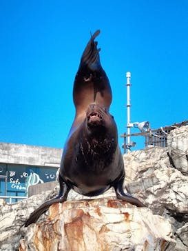 大分マリーンパレス水族館 「うみたまご」に投稿された画像（2024/1/16）
